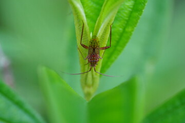 Hyalopeplus spinosus is a species of beetle belonging to the family Scarabaeidae, commonly known as the Christmas beetle. 