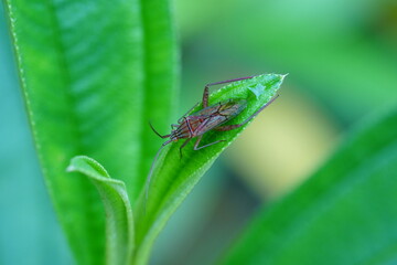Hyalopeplus spinosus is a species of beetle belonging to the family Scarabaeidae, commonly known as the Christmas beetle. 