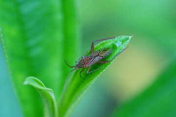 Hyalopeplus spinosus is a species of beetle belonging to the family Scarabaeidae, commonly known as the Christmas beetle. 