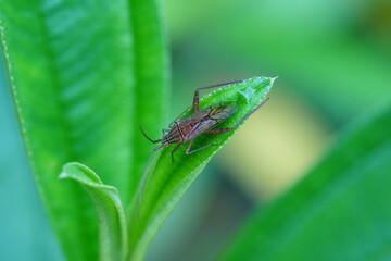 Hyalopeplus spinosus is a species of beetle belonging to the family Scarabaeidae, commonly known as the Christmas beetle. 