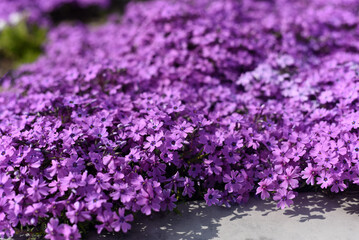 Purple flowers close-up. Purple background