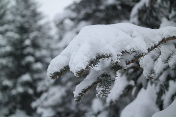 Heavy snowfall turns the coniferous forest white.