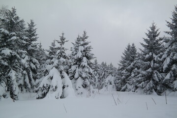 Heavy snowfall turns the coniferous forest white.