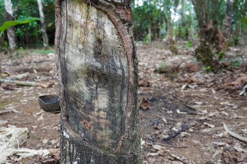 Obraz premium Rubber trees are damaged due to farmers harvesting the sap in the wrong way.
