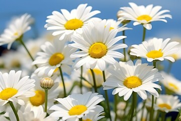 selective shot of white daisy flowers in the field made with generative ai 