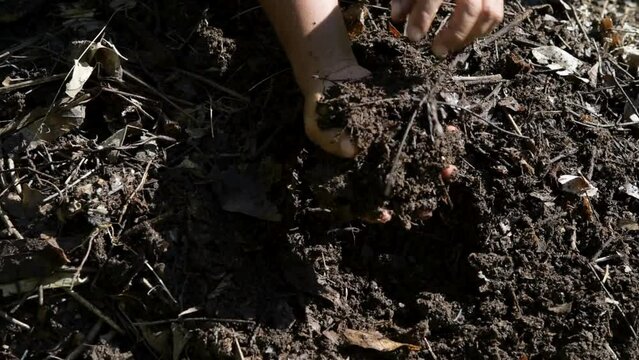 Top view of farmer's hands holding compost soil with black soil background. ecology environment. The soil is rich in minerals, suitable for cultivation in the hands of farmers.