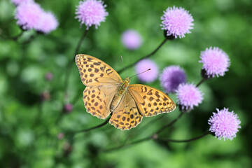 Silver-washed fritillary, Argynnis paphia, feeding on Creeping Thistle 