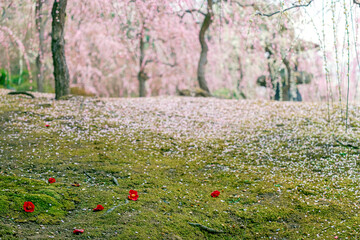 梅林と椿の落花