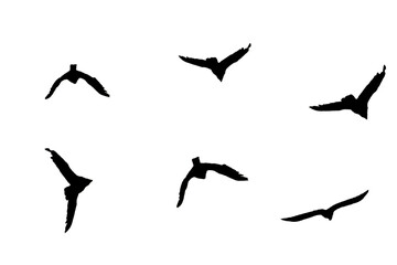 Bird silhouettes of a group of birds flying, white background