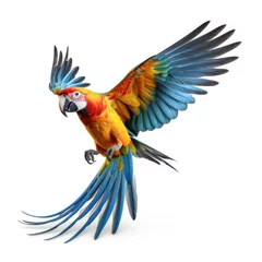 Gordijnen A beautiful colorful parrot flying on white background. © Wararat