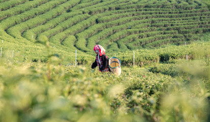 Asian woman working and picking tea leaf in farm tea plantation agriculture.