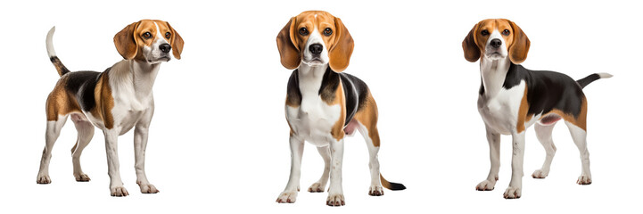 Adorable Beagle Dog Set Isolated on Transparent Background