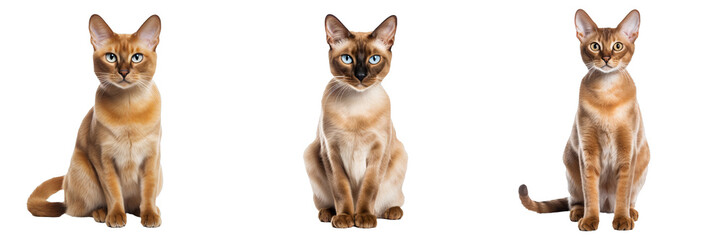 Majestic Burmese Cat - Full Body Isolated on Transparent Background - obrazy, fototapety, plakaty