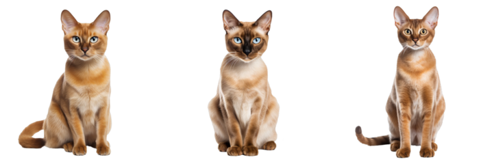Majestic Burmese Cat - Full Body Isolated on Transparent Background