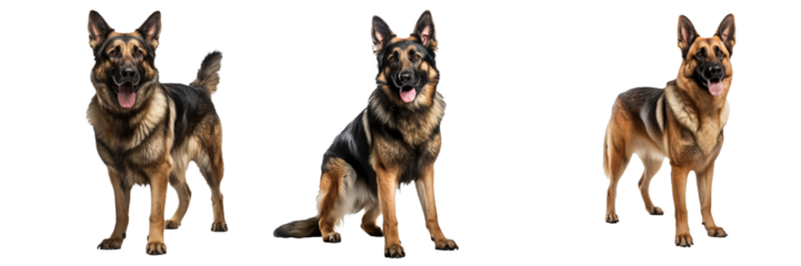 Majestic German Shepherd on Transparent Background