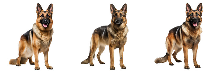 Regal German Shepherd Dog Portraits on Transparent Background - obrazy, fototapety, plakaty
