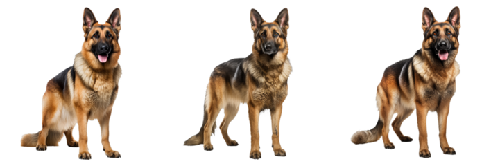 Regal German Shepherd Dog Portraits on Transparent Background