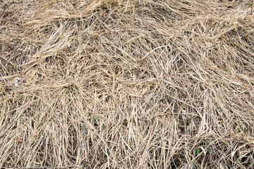 Dried withered grass in the meadow