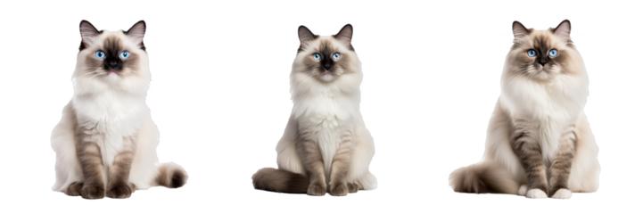 Graceful Ragdoll Cat on Transparent Background