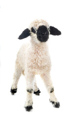 Obraz premium lamb Valais Blacknose in studio