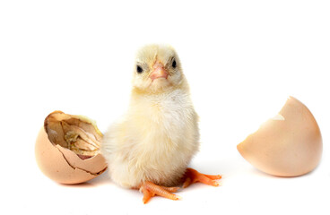 birth of serama chicken