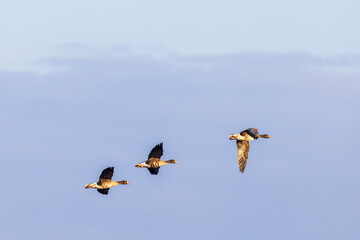 Flock with White-fronted geese