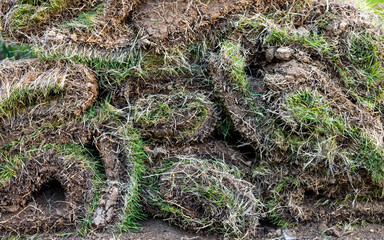Grass pieces rolled up for selling in the gardening center or plant nursery for planting new lawn