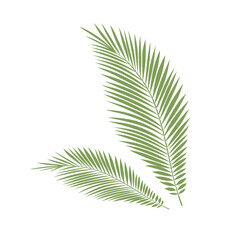 palm tree leaves in green color