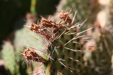 Opuncja ciernista erinacea utahensis róż opuntia kaktus