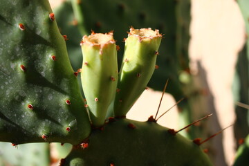 Opuntia macrorhiza duże segmenty żółty kwiat opuncja kaktus
