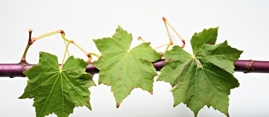 Grape vine leaf infected by anthracnose, a fungal disease that requires treatment. - obrazy, fototapety, plakaty