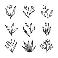 Hand draw floral , line art flowers in flat style. Hand drawn line wedding herb, elegant leaves