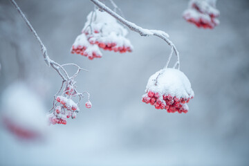 Red rowan in winter under the snow. Winter Concept