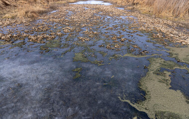 the grass in the lake is frozen in ice