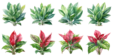 Fototapete Tropische Pflanzen aglaonema ornamental plant Artificial Intelligence Generative