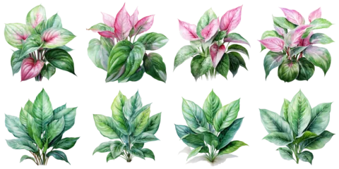 Foto auf Acrylglas aglaonema ornamental plant Artificial Intelligence Generative © ainun