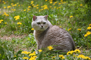 春、タンポポの中で振り返る猫