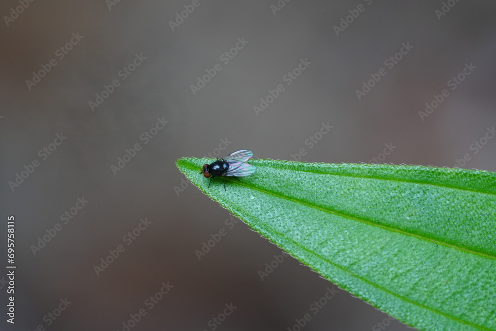 Wall mural hydrotaea is a genus of flies belonging to the family muscidae, commonly known as the housefly famil