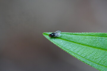 Hydrotaea is a genus of flies belonging to the family Muscidae, commonly known as the housefly family. These flies are often referred to as 