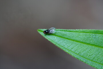 Hydrotaea is a genus of flies belonging to the family Muscidae, commonly known as the housefly family. These flies are often referred to as 