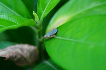 Populicerus populi is a species of leafhopper belonging to the family Cicadellidae and subfamily Eurymelinae. Like other leafhoppers, it is a sap-sucking insect, often associated with specific host 