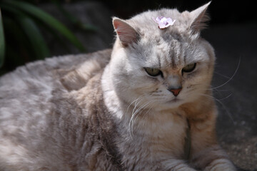 小鳥が散らした花を頭に載せた猫