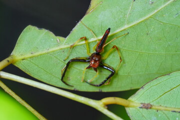 Wide-Jawed Jumping Spider (Viciria praemandibularis) 