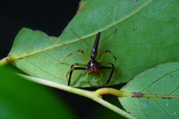 Wide-Jawed Jumping Spider (Viciria praemandibularis) 