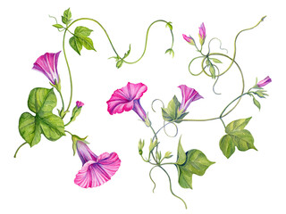 Watercolor illustration of  convolvulus. Handmade work. Isolated on a white background.