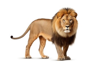 A lion standing confidently in front of a plain white background. This image can be used to depict strength, power, or wildlife themes