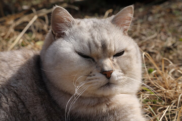気の優しい太ったミックス猫