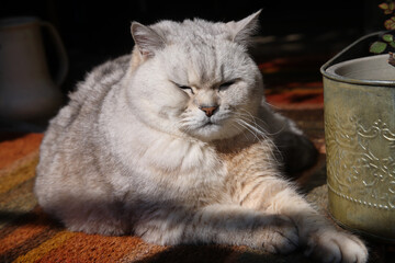 縁側でうたたね中の猫