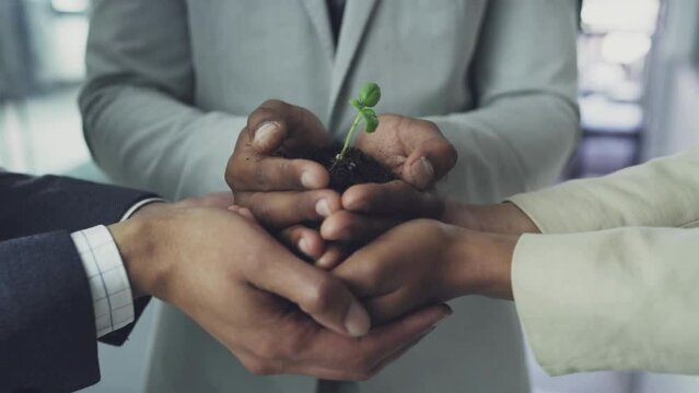 Plants in the hands of business people for support, environment, collaborating, growing, and investing in people and the soil for the future. Businessman's hands holding a small plant with soil.