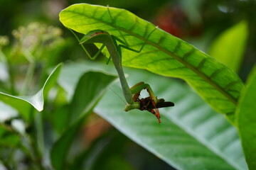 The Carolina mantis, scientifically known as Stagmomantis carolina, is a species of praying mantis native to North America.|卡罗来纳螳螂